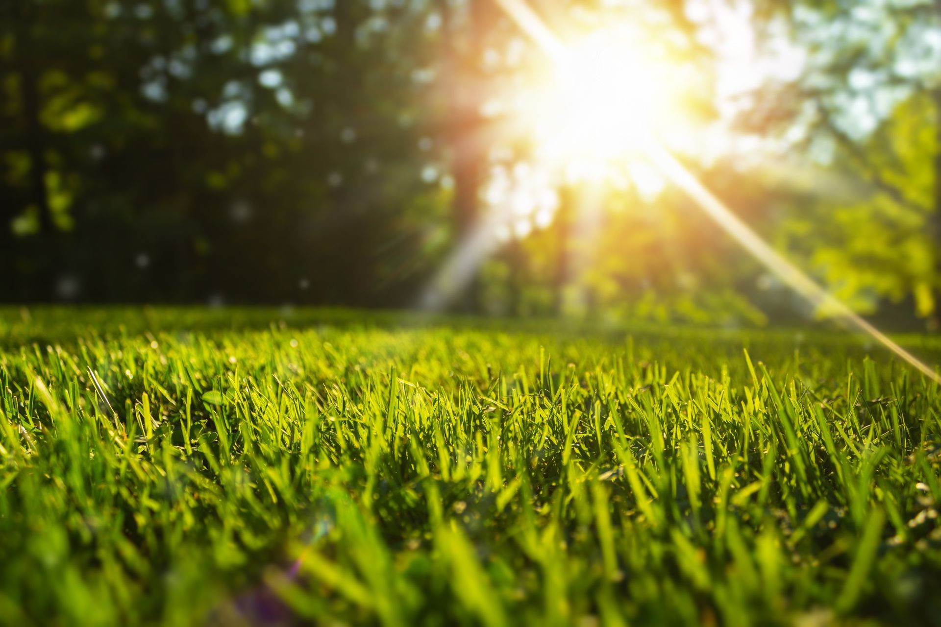 Tonte de pelouse à Genay : retrouvez un jardin verdoyant et bien entretenu