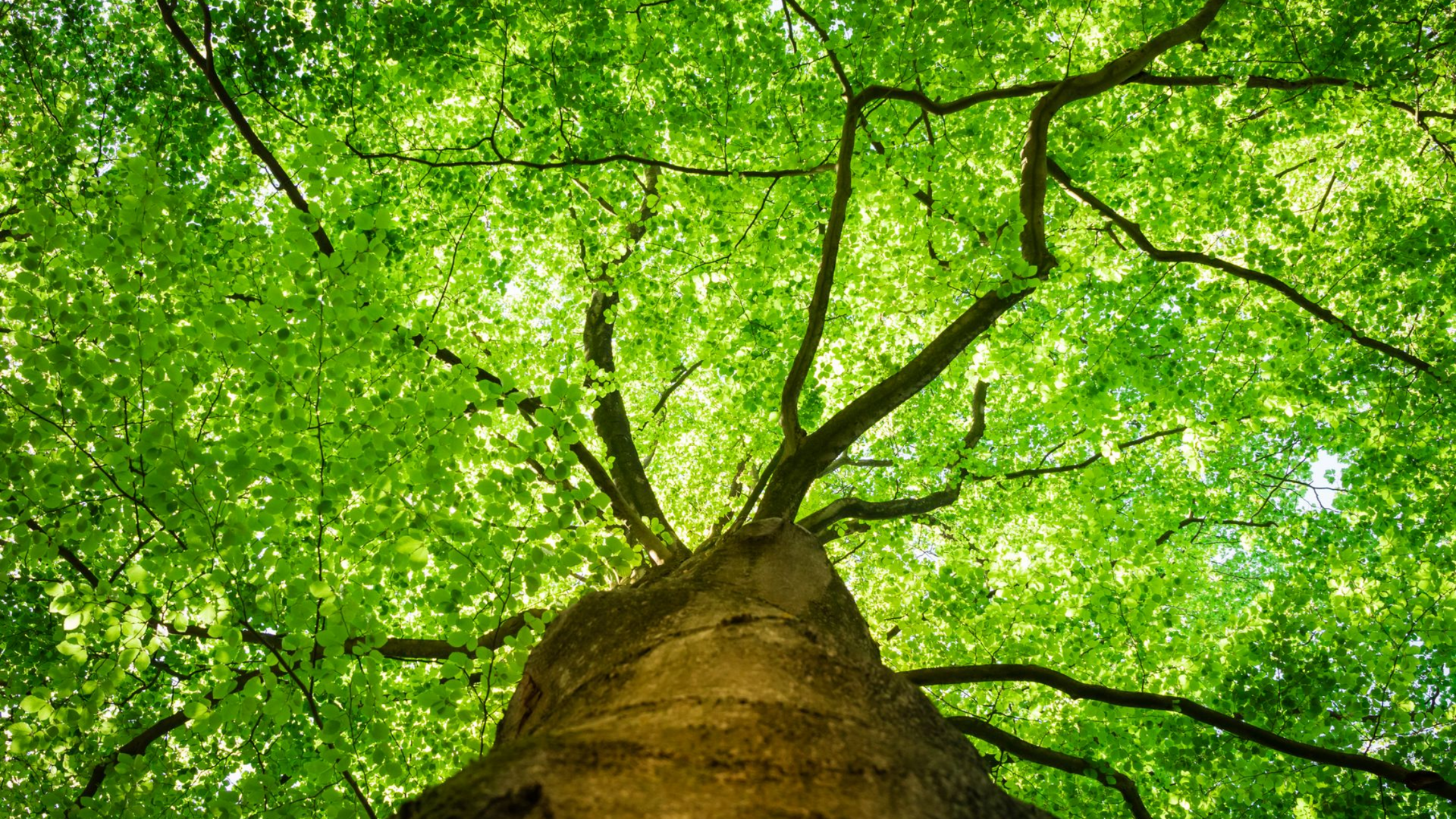 Taille d’arbres à Genay pour un jardin sain et harmonieux