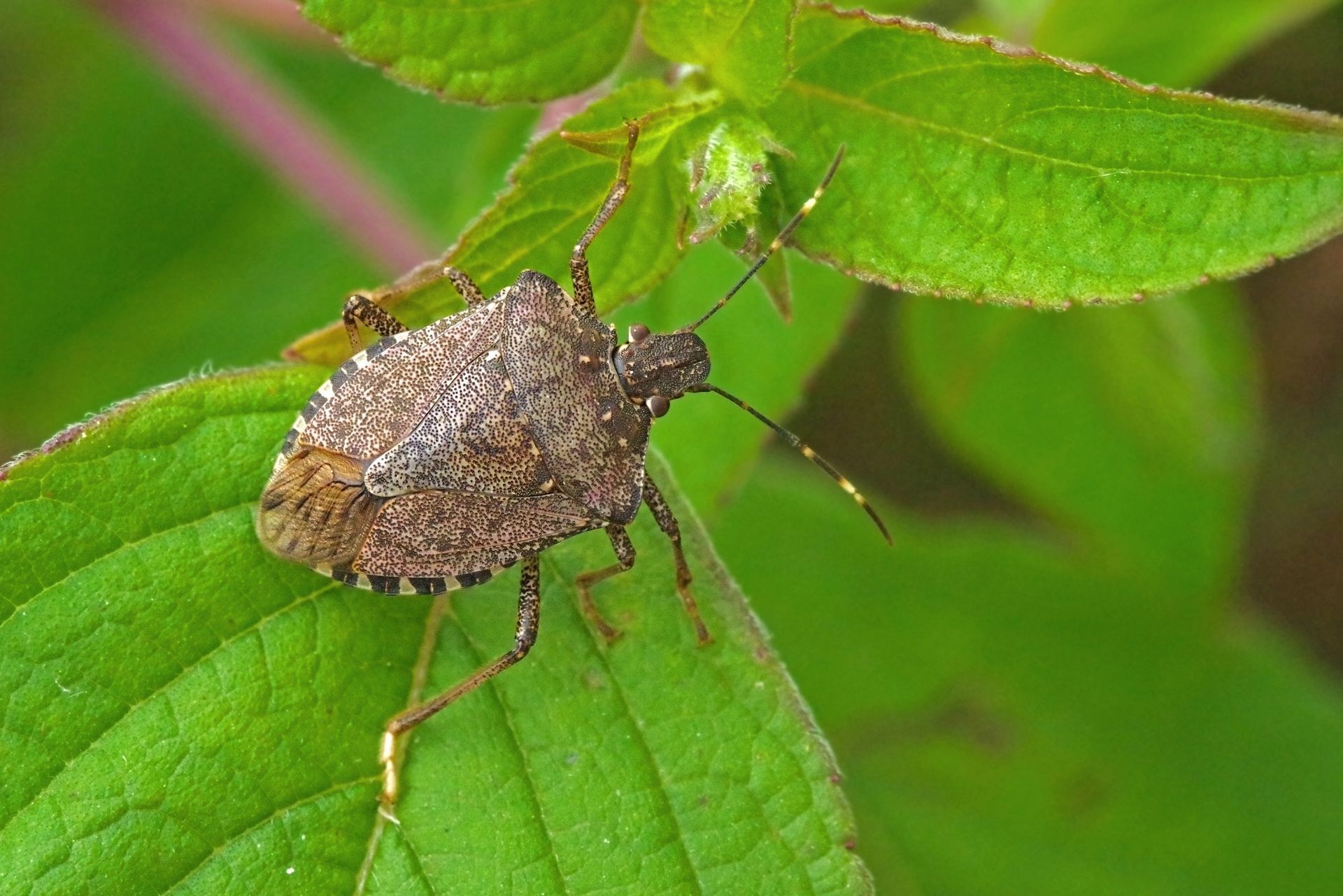 Lutte biologique à Genay pour un jardin préservé et sans nuisibles