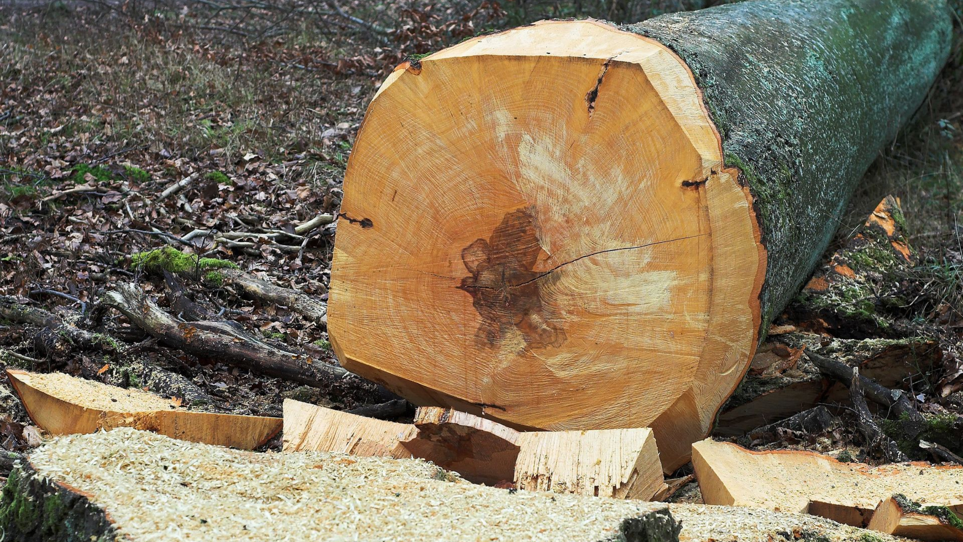 Abattage d&rsquo;arbre à Belleville-en-Beaujolais : faites appel à notre entreprise