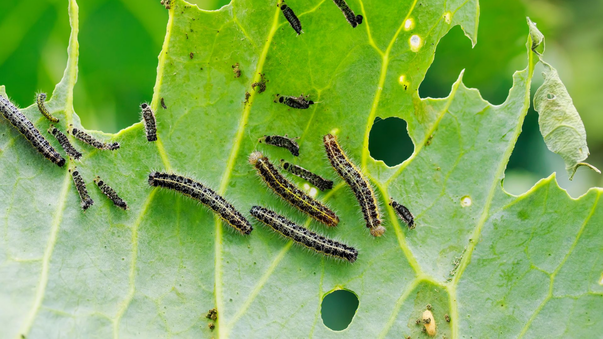 Lutte biologique à Genay pour un jardin préservé et sans nuisibles