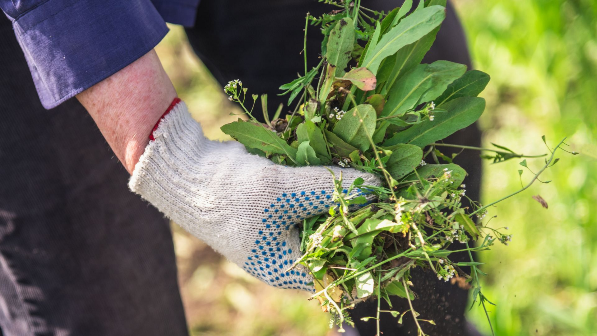 Désherbage à Genay : bénéficiez d&rsquo;un jardin plus sain et sans mauvaises herbes