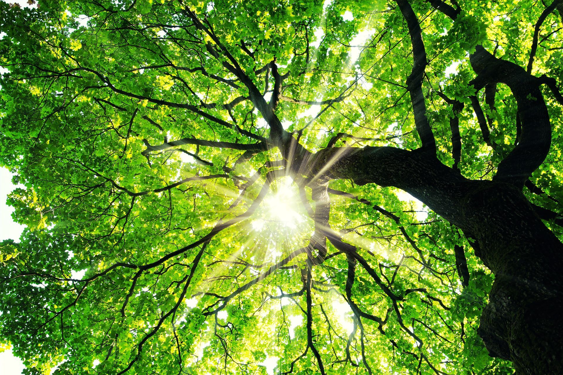 Élagage d’arbre à Neuville-sur-Saône pour un jardin sain et sécurisé