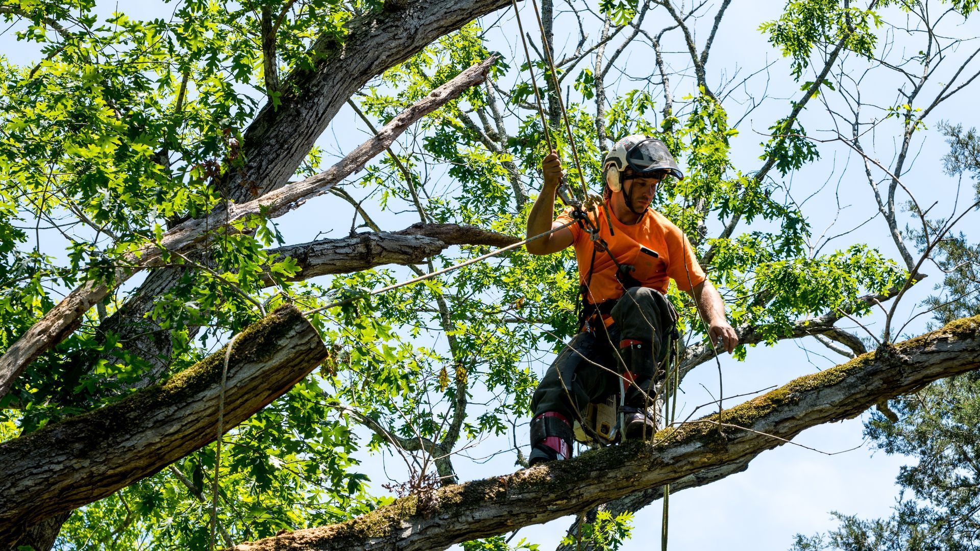 Taille d’arbres à Caluire-et-Cuire : service professionnel d’élagage et d’abattage