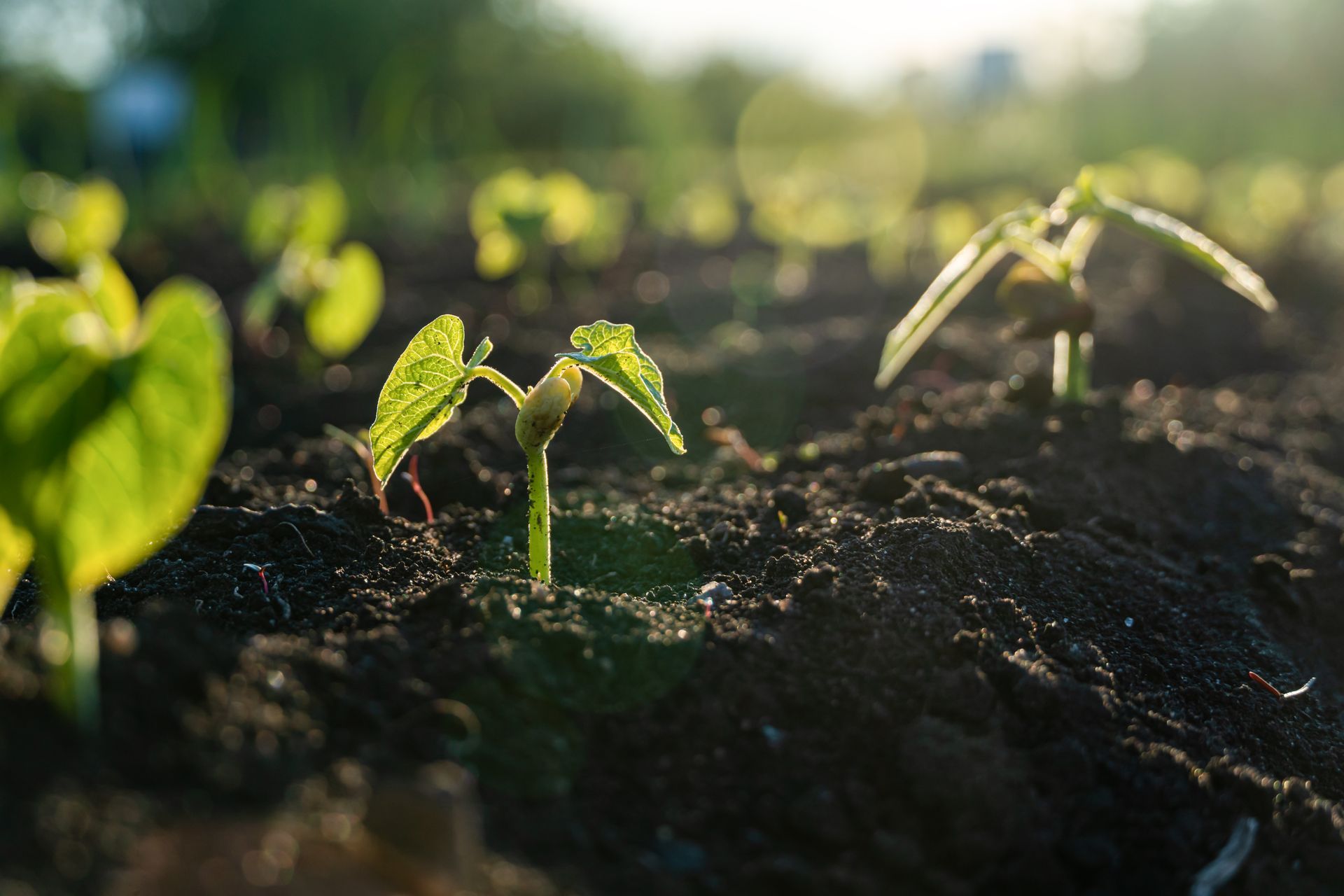 Désherbage à Genay : bénéficiez d&rsquo;un jardin plus sain et sans mauvaises herbes