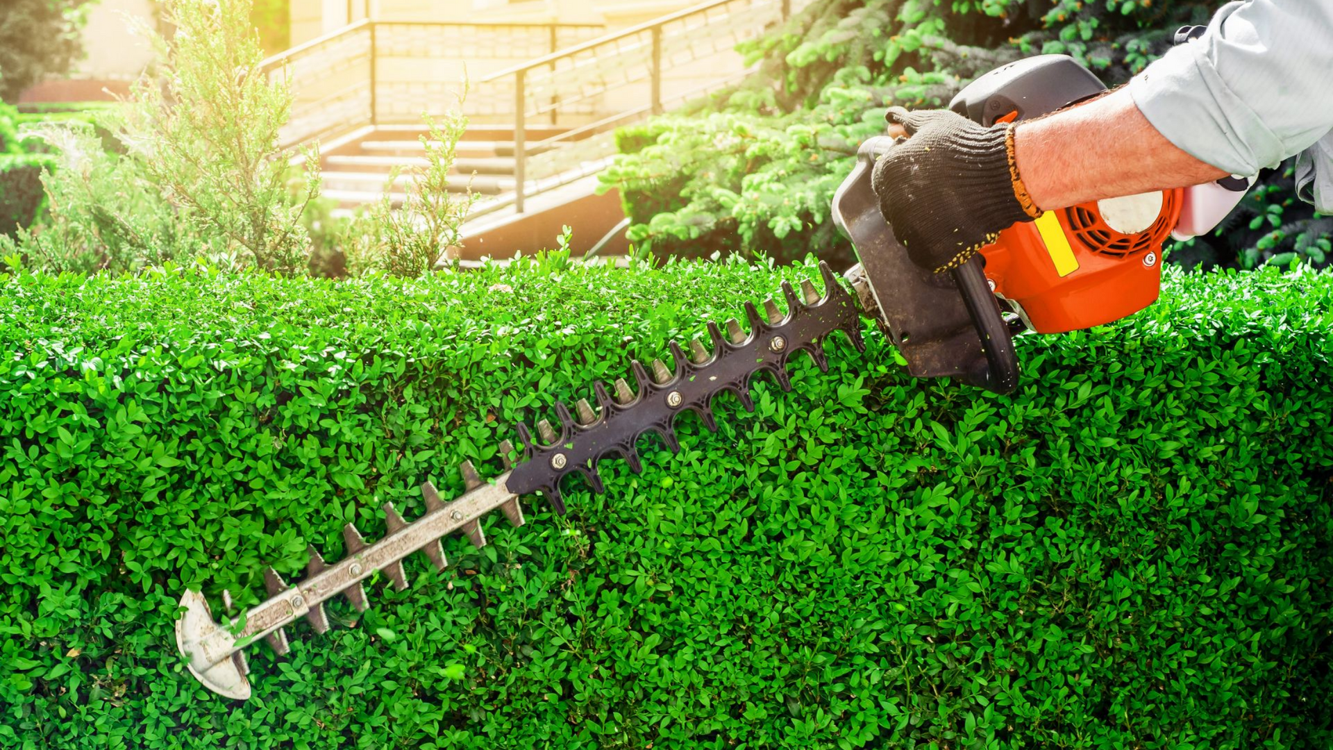 Taille de haies et d’arbustes à Trévoux pour un jardin toujours soigné