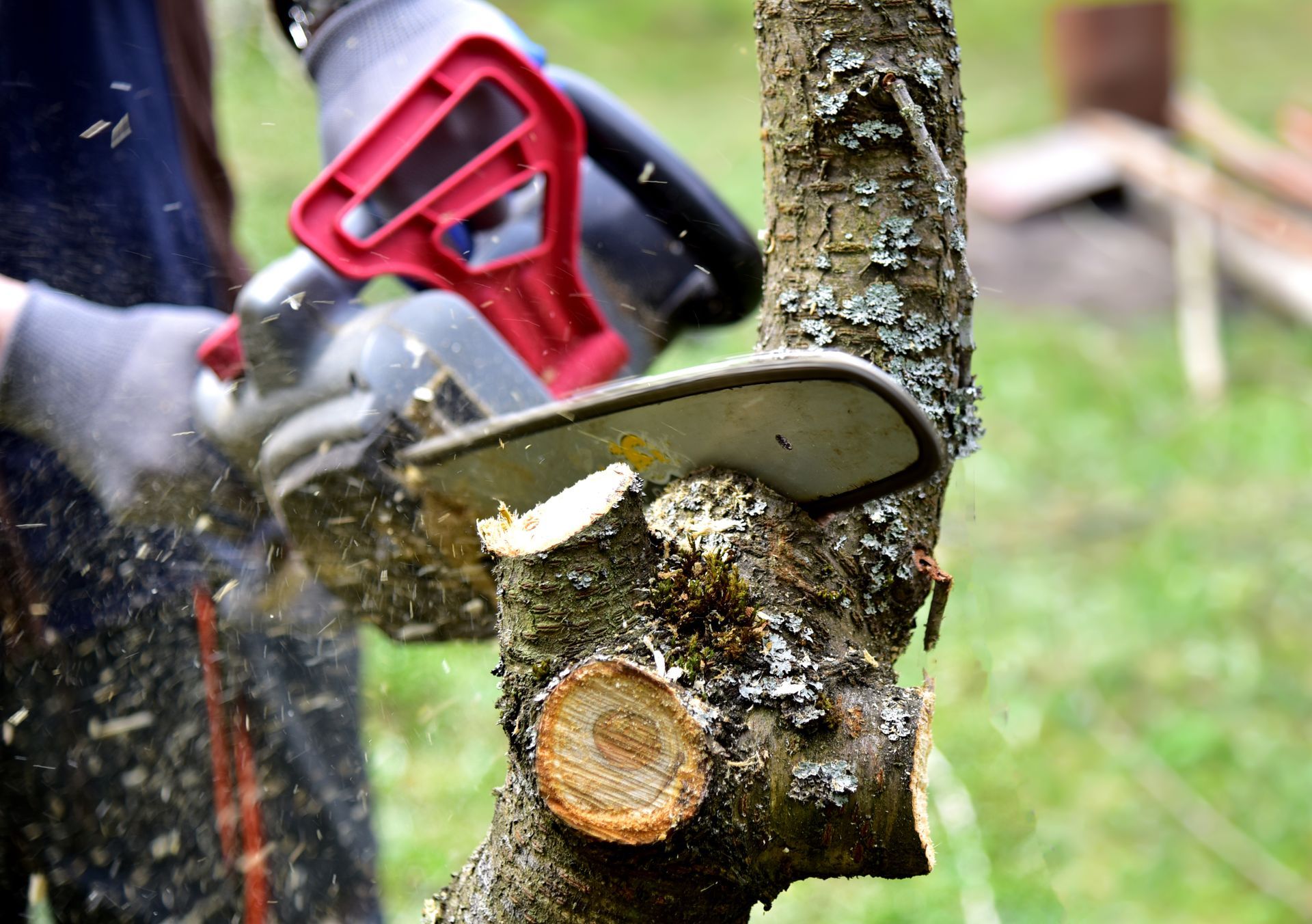 Élagage d&rsquo;arbre à Genay pour valoriser et préserver la santé de vos arbres
