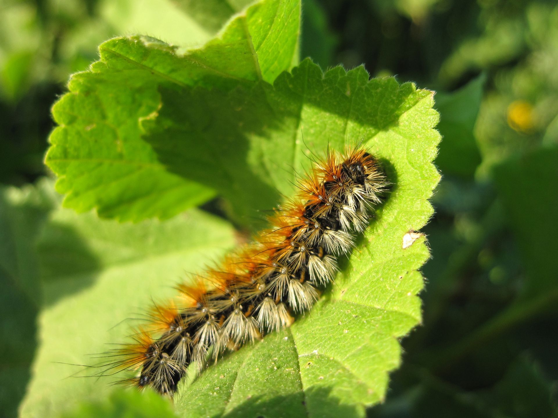 Lutte biologique à Belleville-en-Beaujolais pour un environnement sain et sécurisé
