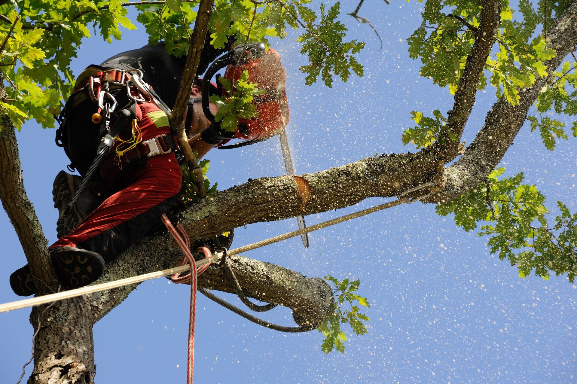 Élagage d&rsquo;arbre à Genay pour valoriser et préserver la santé de vos arbres