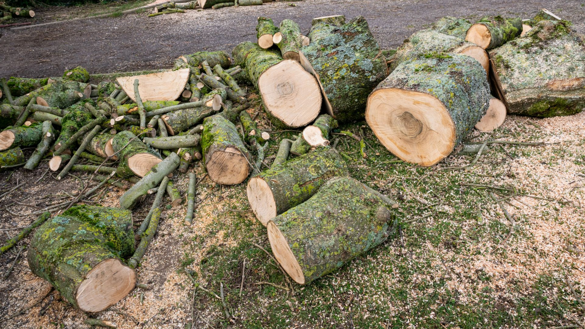 Abattage d&rsquo;arbre à Genay et dessouchage : bénéficiez de prestations complètes