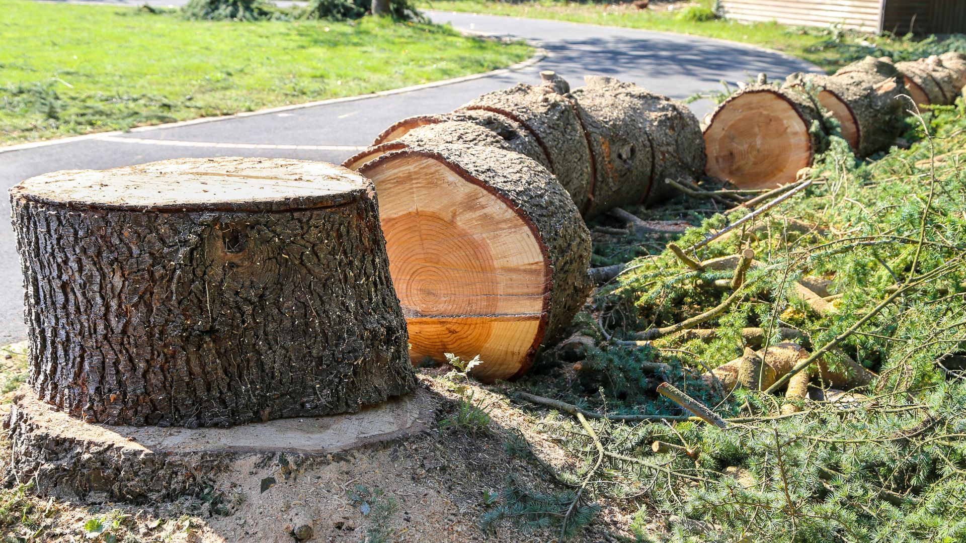 Élagage d’arbre à Neuville-sur-Saône pour un jardin sain et sécurisé