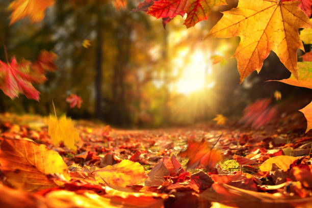 Feuilles mortes d'automne rouges et orangées dans un jardin au soleil couchant